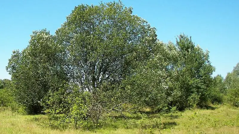Egyetlen fűzfajunk, amely többletvíz nélkül él