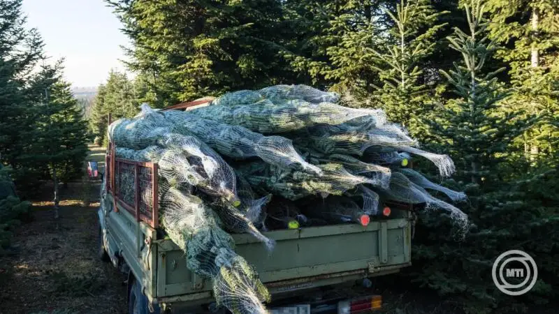 Az árak leginkább a nordmann fenyő esetében szóródnak