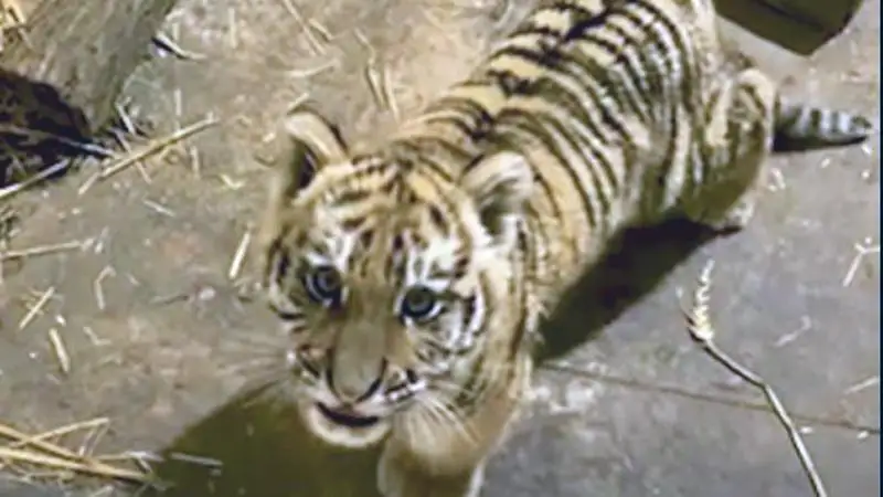 Kábítószeres nyomozás közben bukkantak az állatra