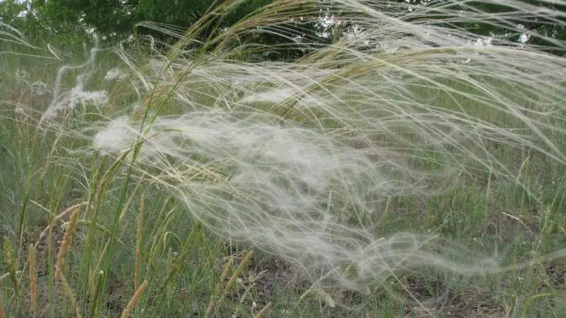 A homoki árvalányhaj lett az év vadvirága