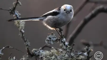 Túlélési stratégia, pontos költözködés
