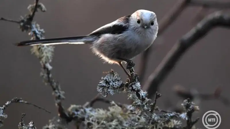 Túlélési stratégia, pontos költözködés