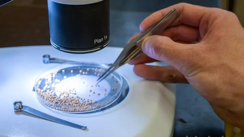 Debreceni kutatás: a repce rejtett ereje a nehézfémek ellen