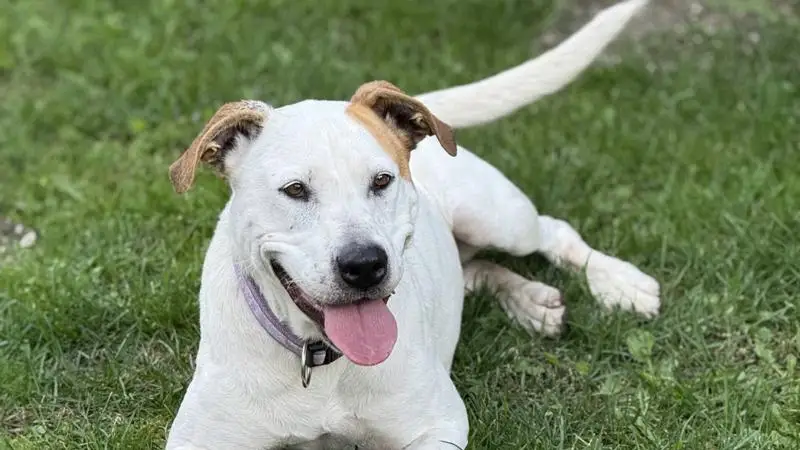 Új digitális platform indult a gazdátlan állatok örökbeadására