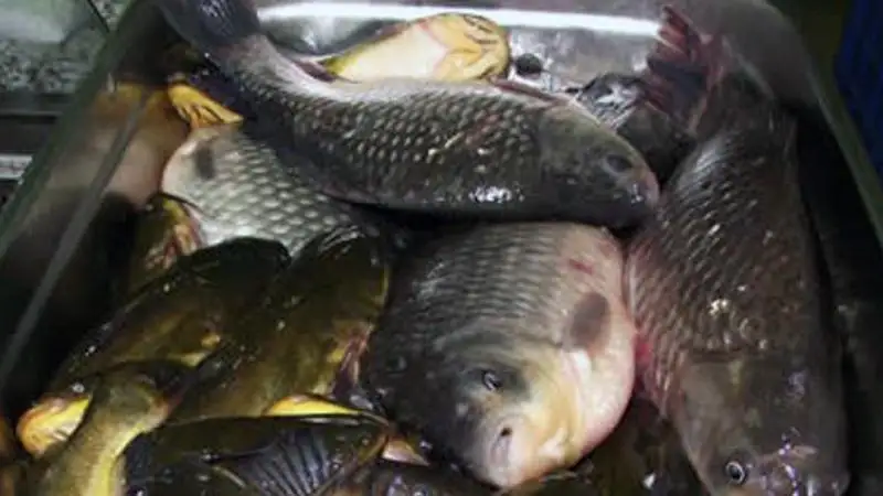 A halastavak gazdag élővilágának megőrzésére kaptak pénzt 