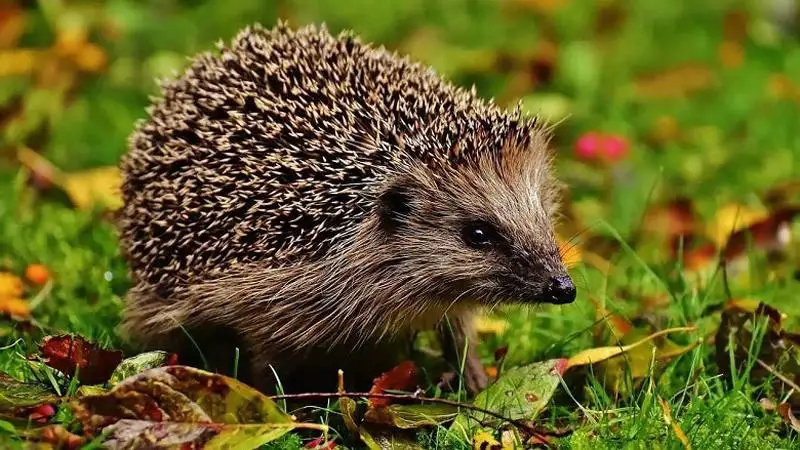 Mire vigyázzunk a kerti munkák során?