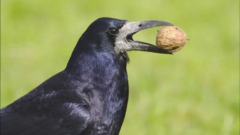 A fészekkolóniák felmérését segítő elektronikus segédanyag készül 