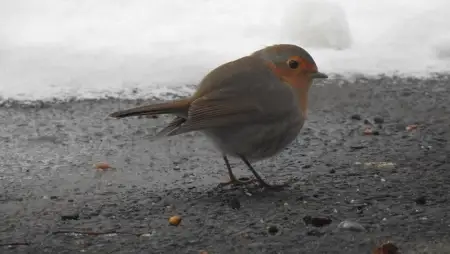 Madárfiókát találtál? Ezért nem szabad hazavinni – MME tájékoztató