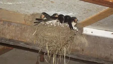 A kihelyezett mesterséges fészkek közelében létesüljenek sárgyűjtőhelyek