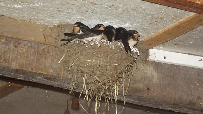 A kihelyezett mesterséges fészkek közelében létesüljenek sárgyűjtőhelyek