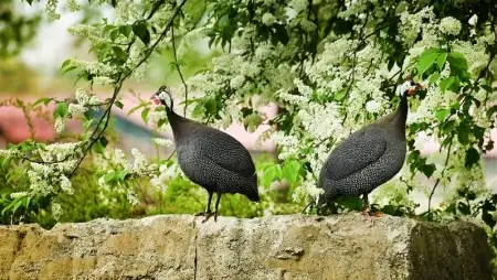 Afrikai gyöngytyúkok lettek a Debreceni Egyetem különleges lakói