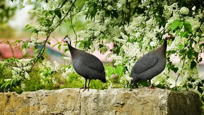 Afrikai gyöngytyúkok lettek a Debreceni Egyetem különleges lakói