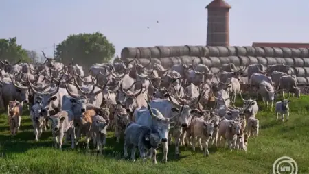 Szombaton 14 órakor hajták át az állatokat a Kilenclyukú hídon