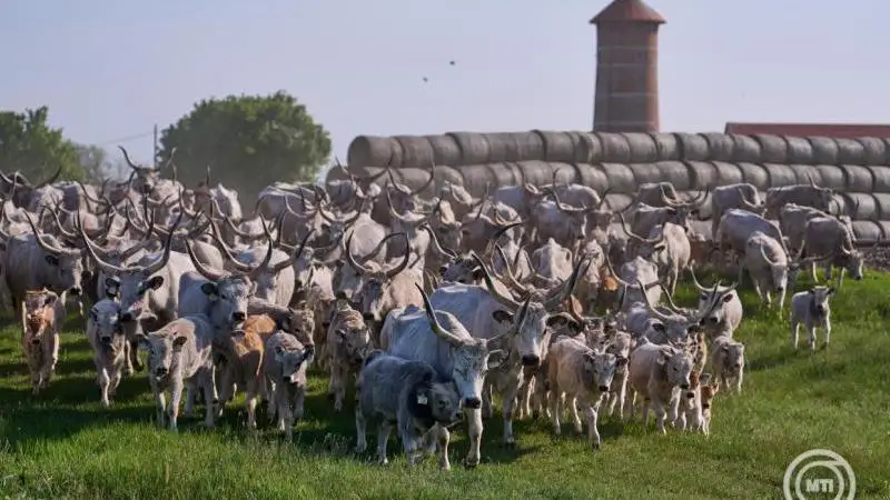 Szombaton 14 órakor hajták át az állatokat a Kilenclyukú hídon