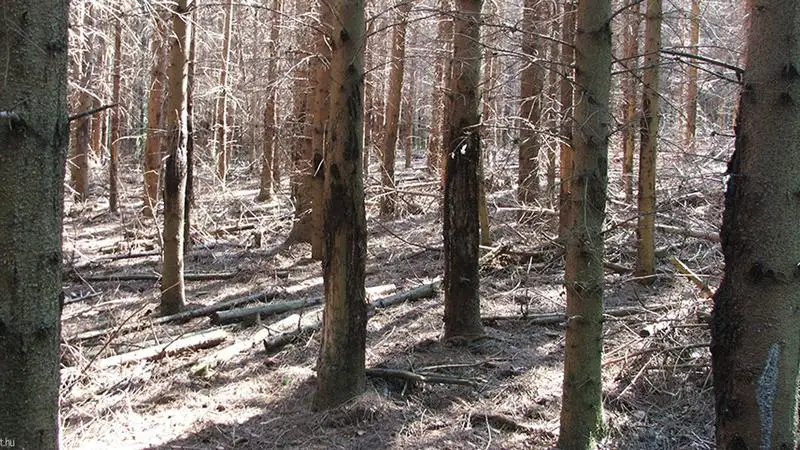 A debreceni ATOMI kutatói az okokat vizsgálták