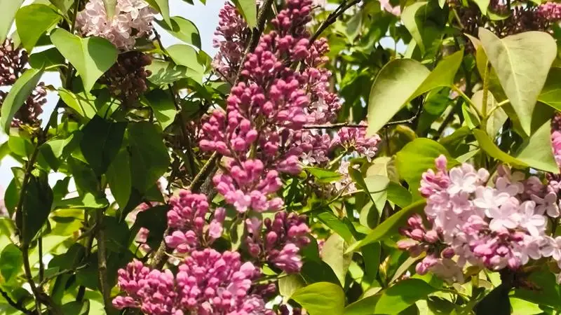 Debreceben marad a lágy tavaszi idő, kedden lesz a legmelegebb