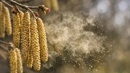 Csúcson a tavaszi pollenszezon – egyre több allergén okoz tüneteket