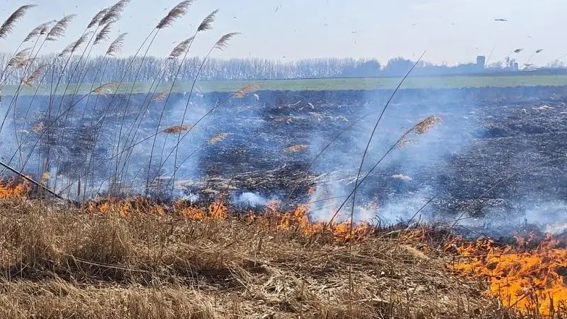 Ég az aljnövényzet Nádudvar közelében