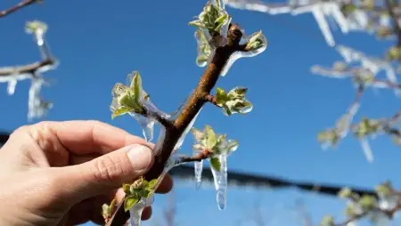 A FruitVeb a fagyvédelem és a kárenyhítési rendszer átalakítását sürgeti