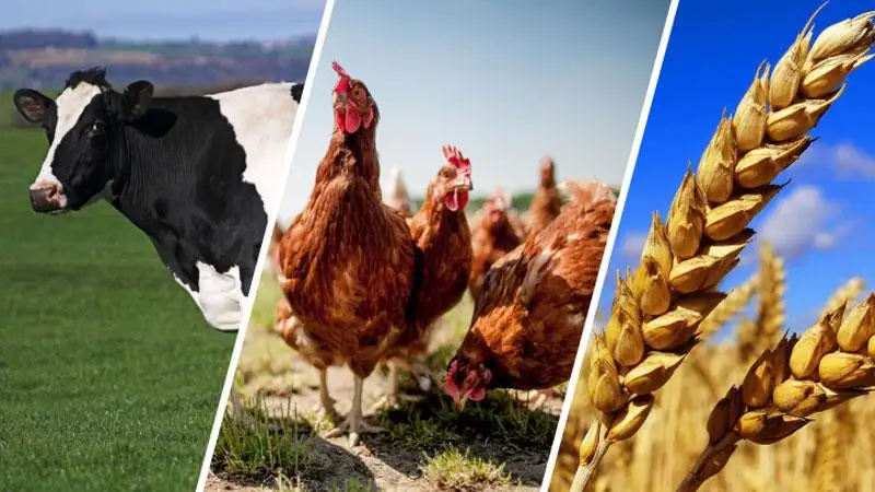 Rendelet sorolja fel a mezőgazdasági termékek  listáját