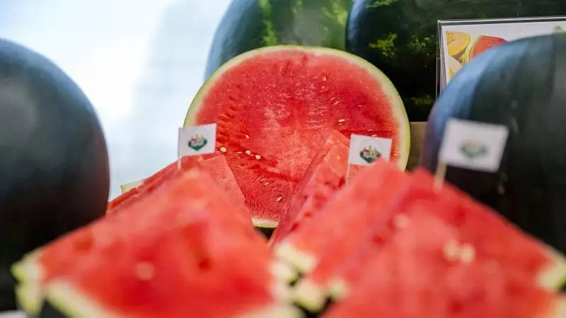 Kiváló minőségű magyar dinnye jön a piacokra – indul a szezon