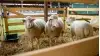 20 ezer látogatót várnak a jubileumi Farmer Expóra