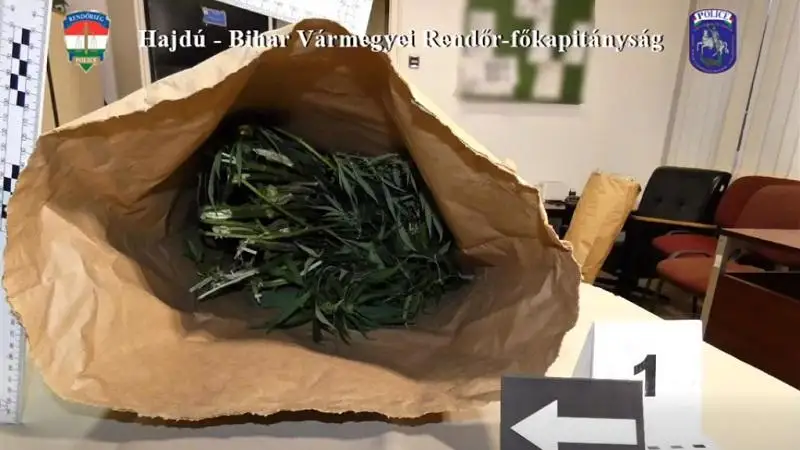 Hajnalban csaptak le a derecskei férfira: marihuánát termesztett és a gyanú szerint árulta is