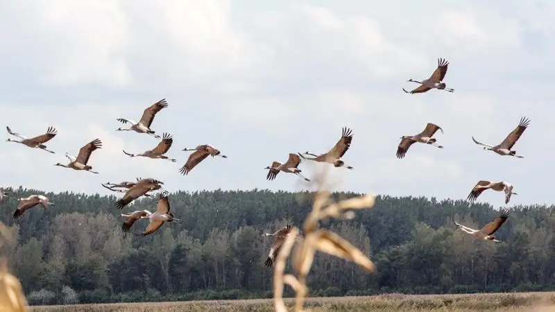 Két kontinens őszi madárvonulásáról gyűjtenek adatokat 