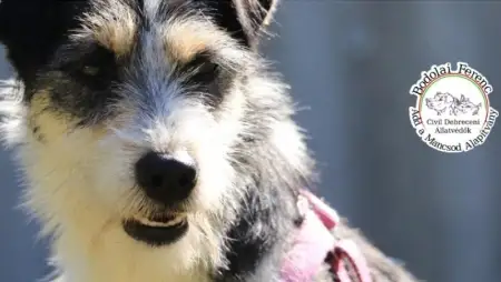 Bodolai Ferenc Add a Mancsod Alapítvány – Mindennapok, amelyekhez a Te 1%-od is hozzájárulhat