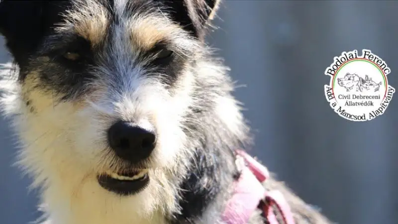 Bodolai Ferenc Add a Mancsod Alapítvány – Mindennapok, amelyekhez a Te 1%-od is hozzájárulhat